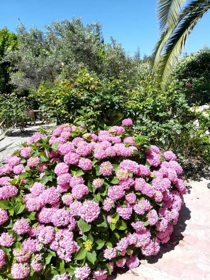 Caunes-Minervois Villa Angel - Spa מראה חיצוני תמונה